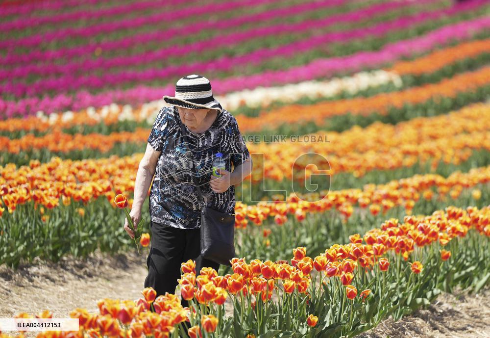 Tulip Farm Illustrations - Canada