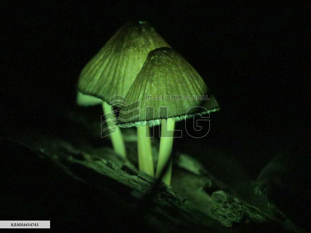 Glowing mushrooms in Japan