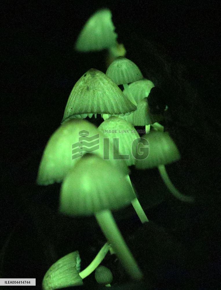 Glowing mushrooms in Japan