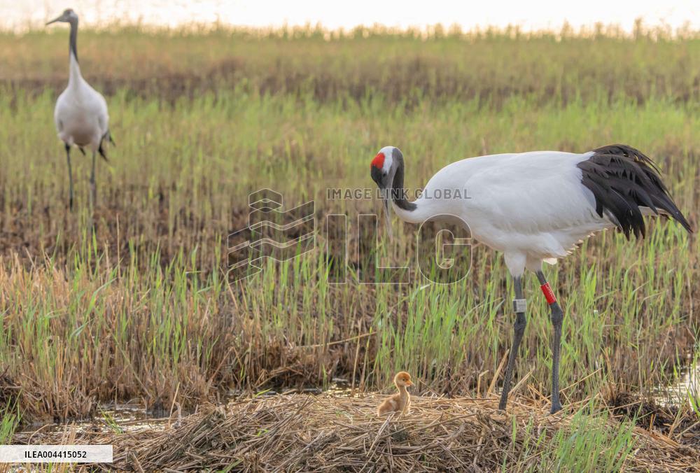 Red-Crowned Crane Chick - China