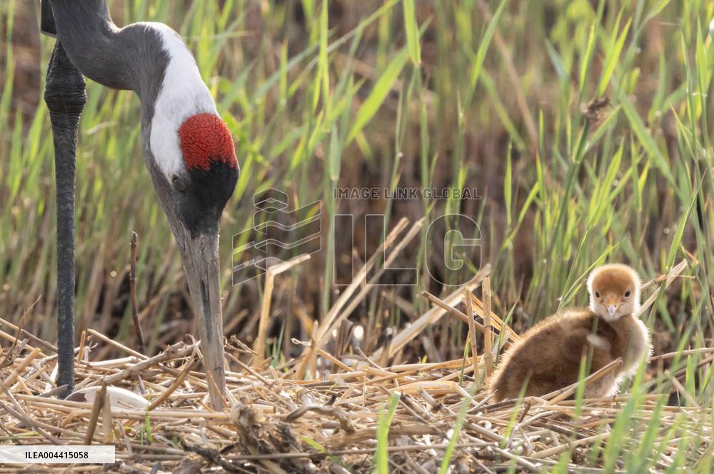 Red-Crowned Crane Chick - China