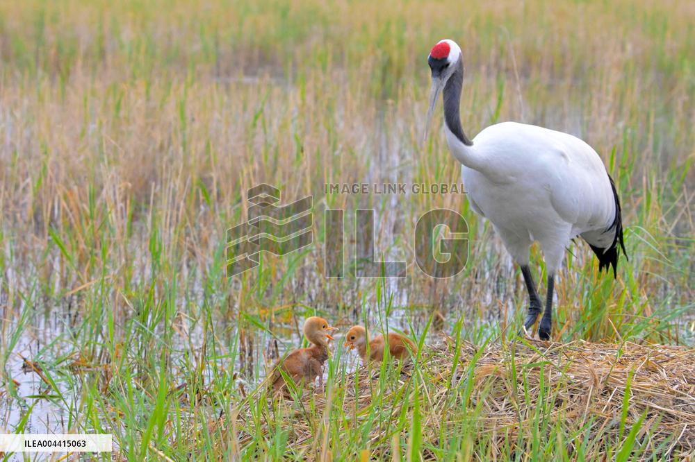 Red-Crowned Crane Chick - China