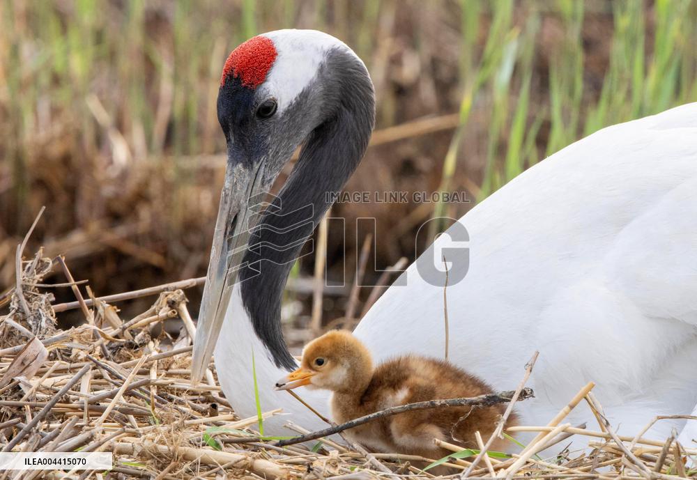 Red-Crowned Crane Chick - China
