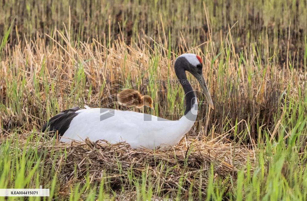 Red-Crowned Crane Chick - China