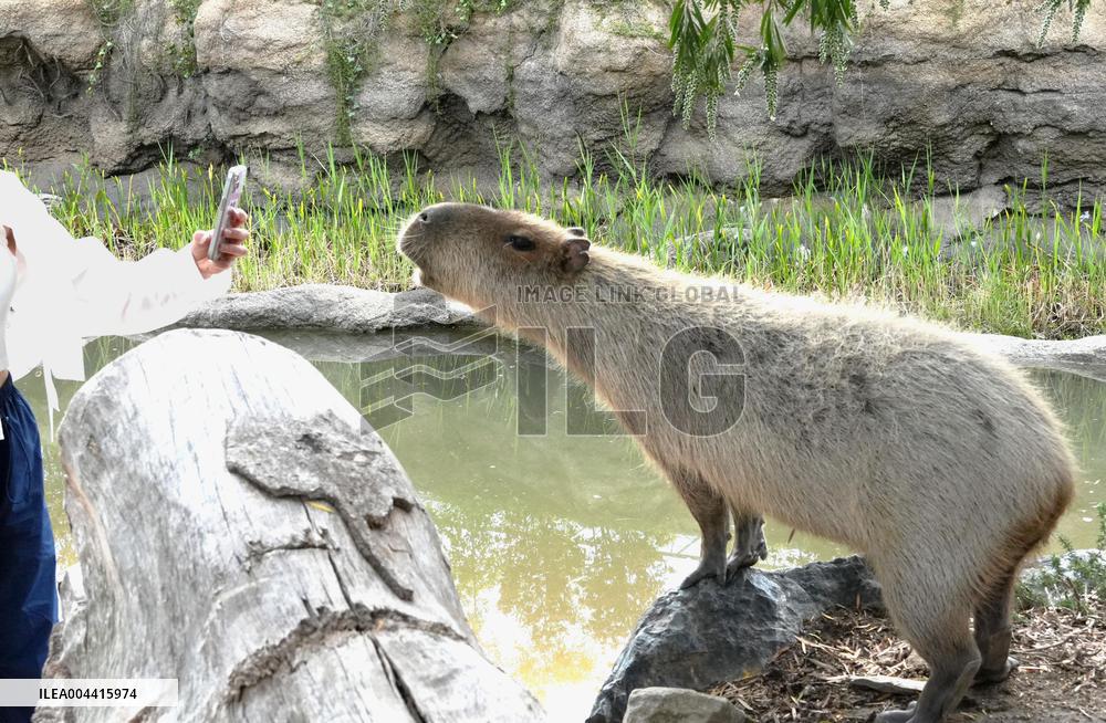 Capybara at Kobe zoo
