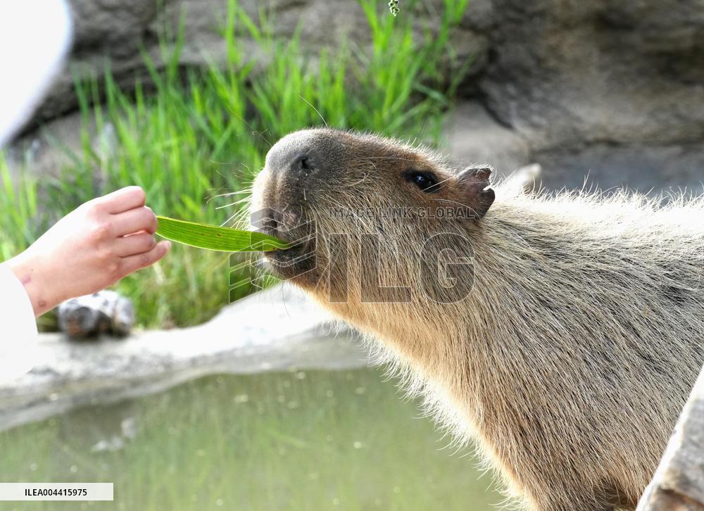 Capybara at Kobe zoo