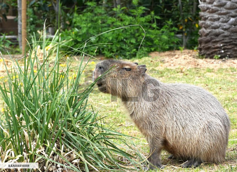 Capybara at Kobe zoo