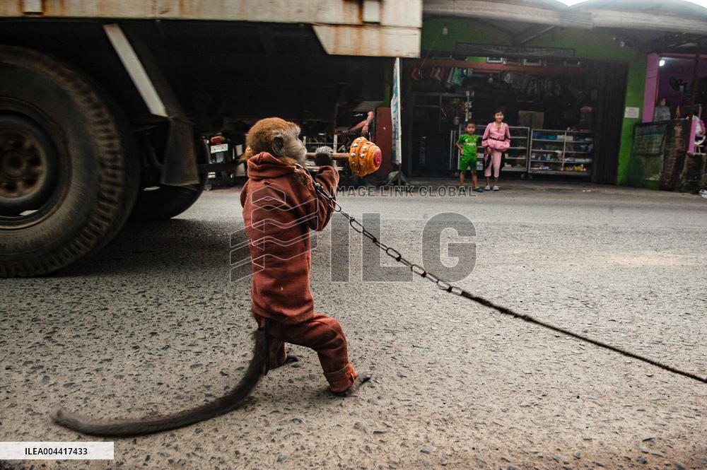 Exploitation Of Long-Tailed Macaques - Indonesia