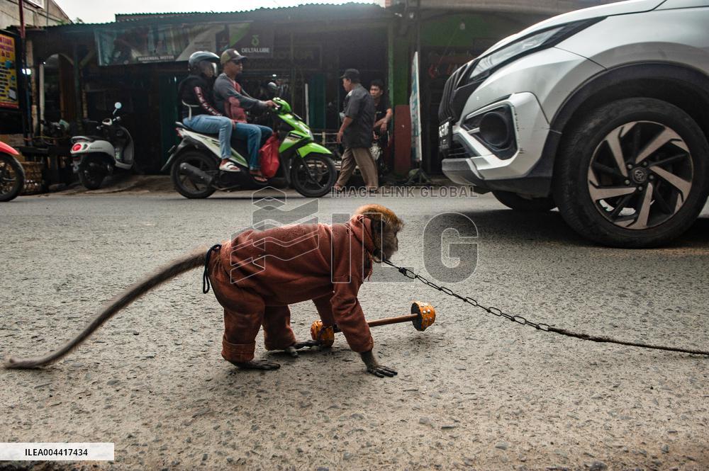 Exploitation Of Long-Tailed Macaques - Indonesia