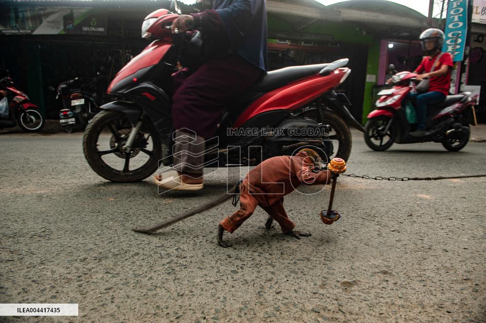 Exploitation Of Long-Tailed Macaques - Indonesia