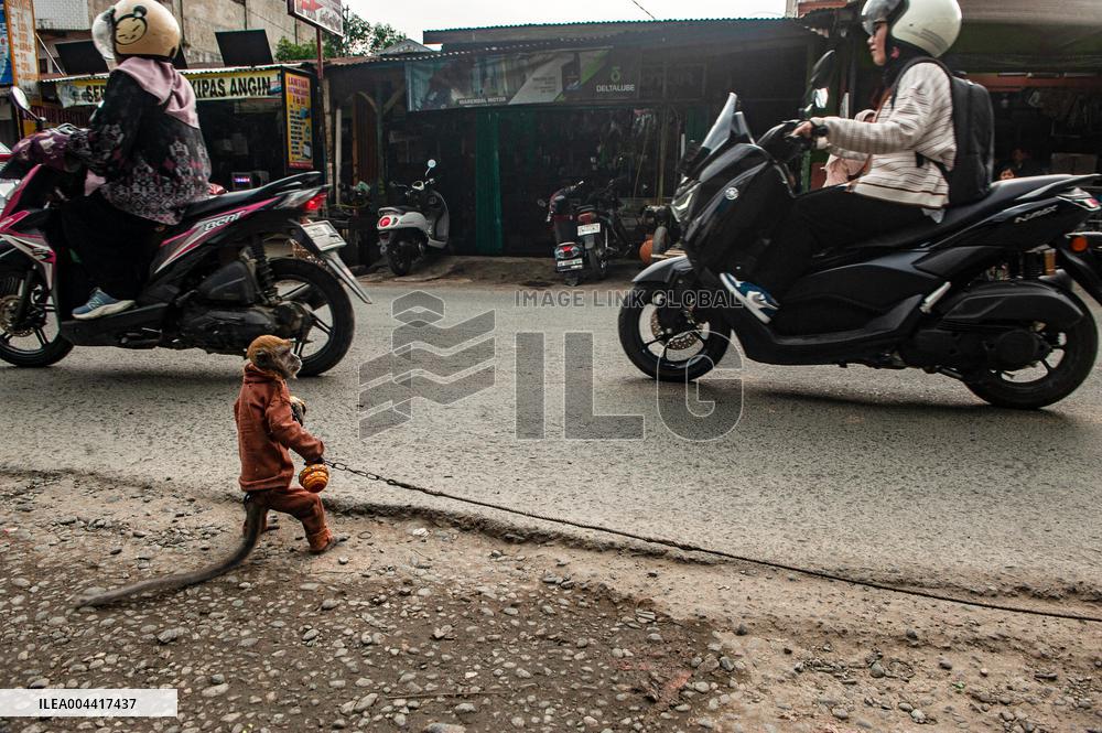 Exploitation Of Long-Tailed Macaques - Indonesia