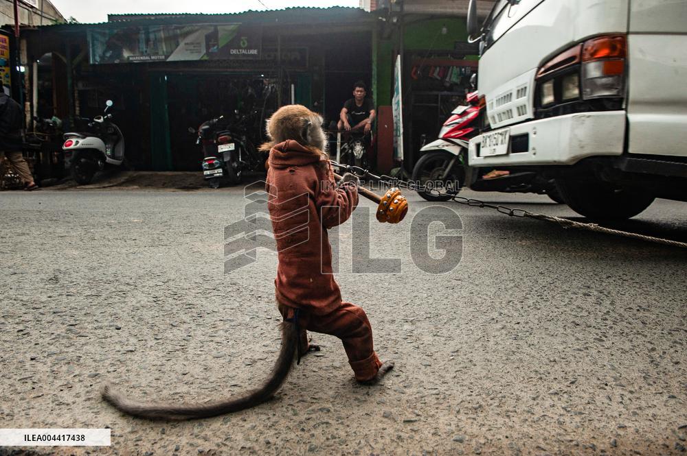 Exploitation Of Long-Tailed Macaques - Indonesia
