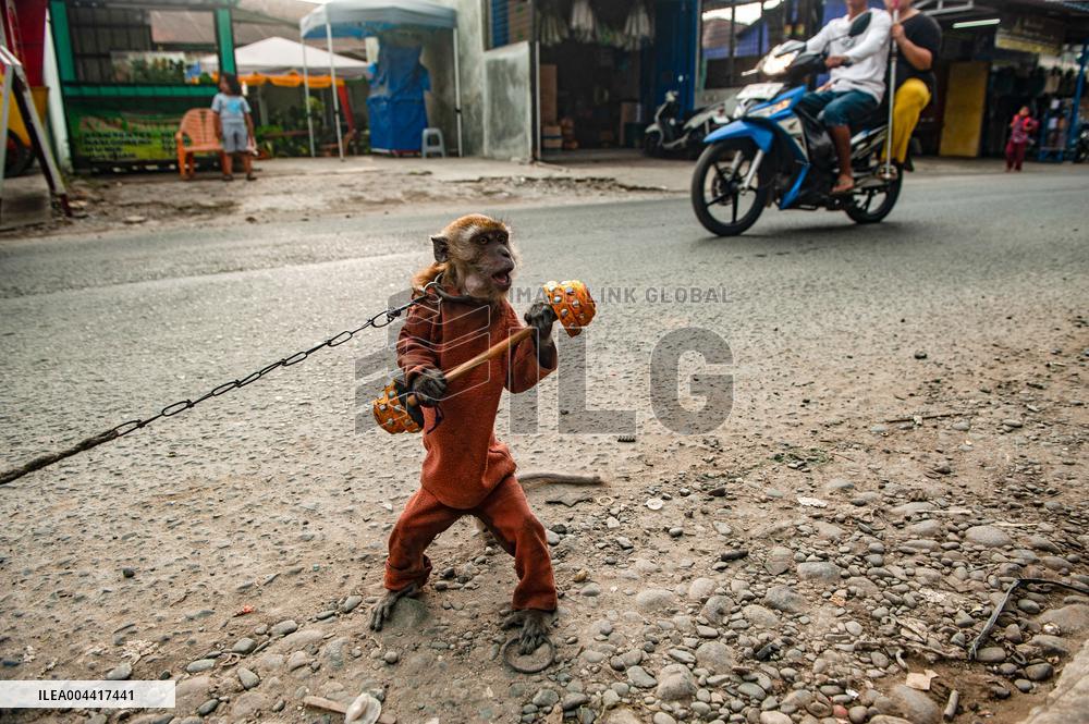 Exploitation Of Long-Tailed Macaques - Indonesia