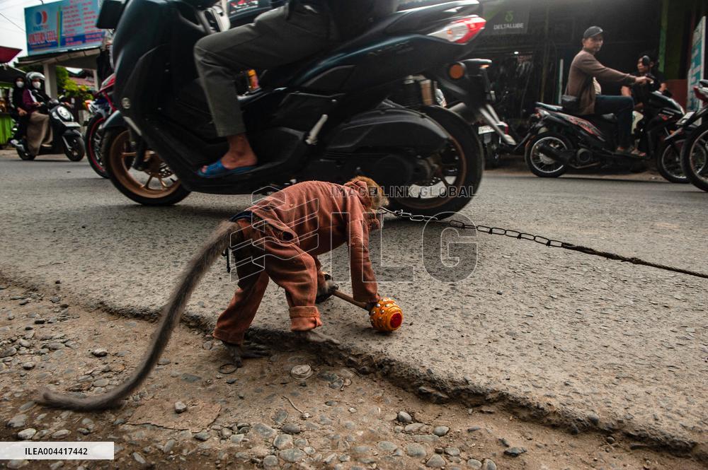 Exploitation Of Long-Tailed Macaques - Indonesia
