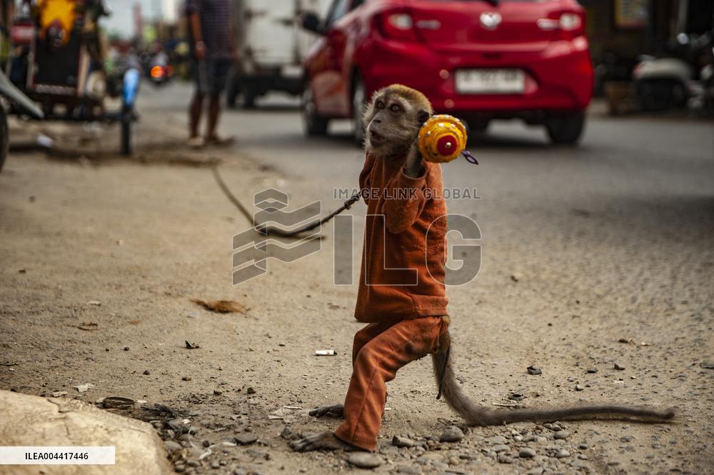 Exploitation Of Long-Tailed Macaques - Indonesia