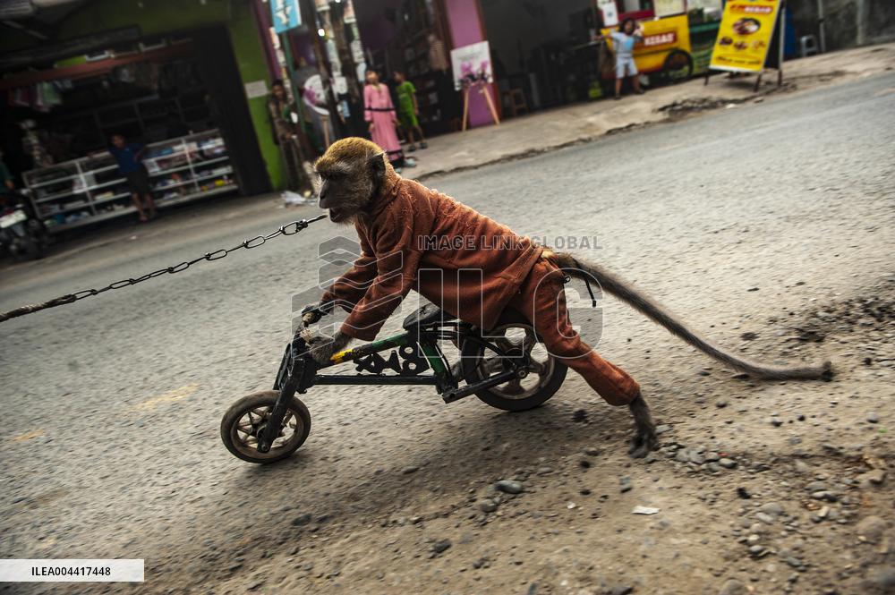 Exploitation Of Long-Tailed Macaques - Indonesia