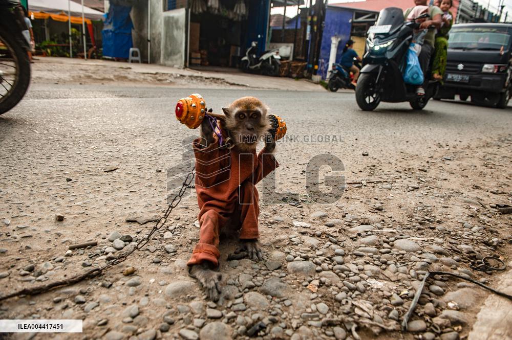 Exploitation Of Long-Tailed Macaques - Indonesia