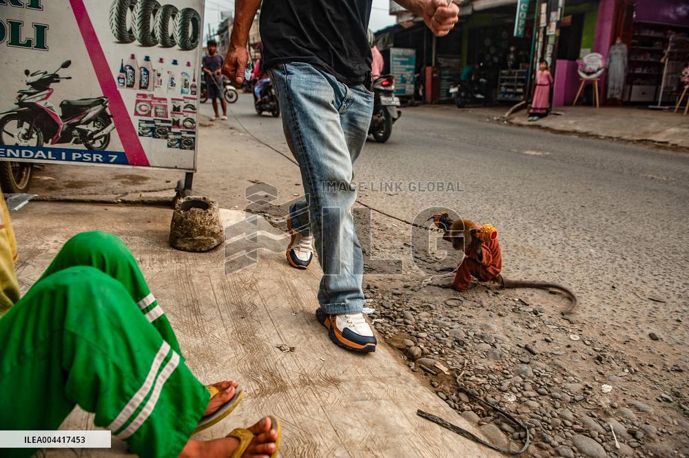 Exploitation Of Long-Tailed Macaques - Indonesia