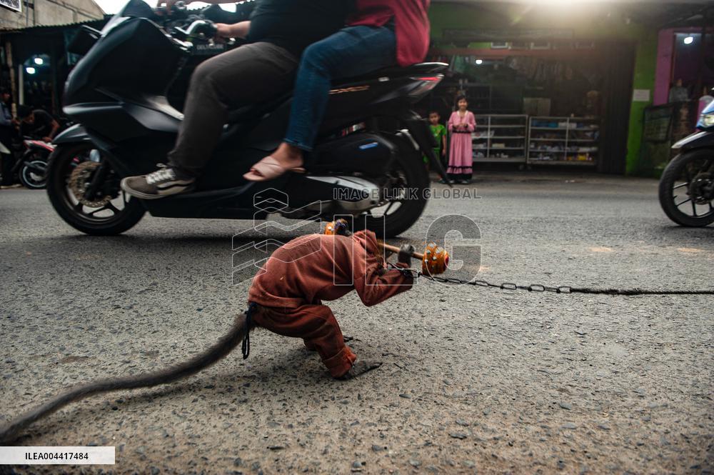 Exploitation Of Long-Tailed Macaques - Indonesia