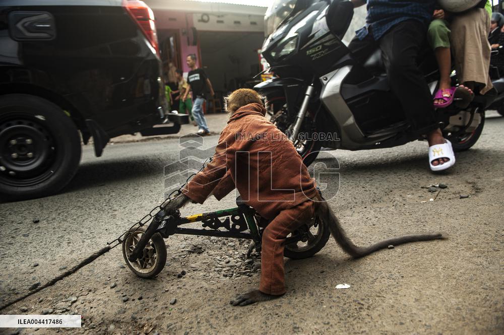 Exploitation Of Long-Tailed Macaques - Indonesia