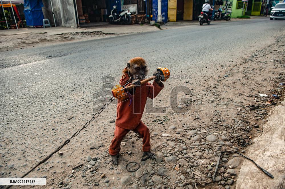 Exploitation Of Long-Tailed Macaques - Indonesia