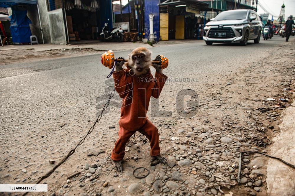 Exploitation Of Long-Tailed Macaques - Indonesia