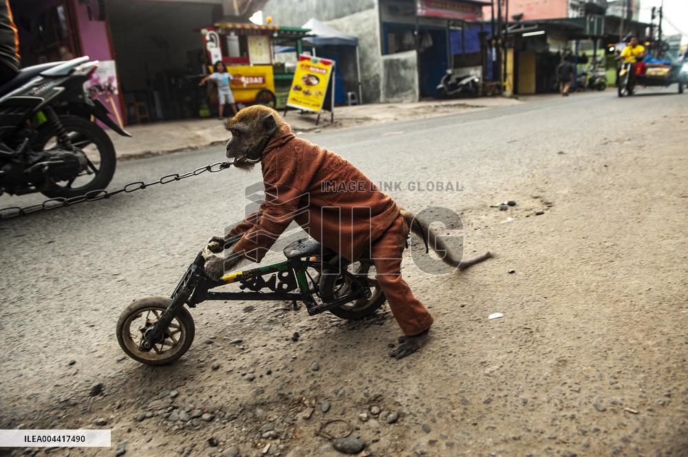 Exploitation Of Long-Tailed Macaques - Indonesia