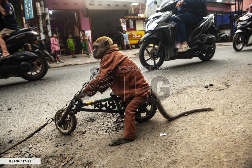 Exploitation Of Long-Tailed Macaques - Indonesia