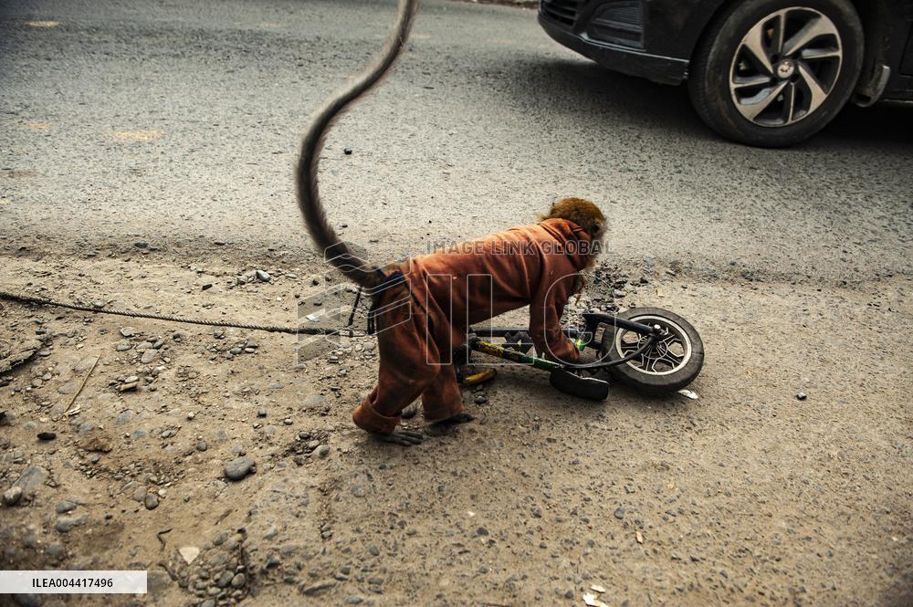 Exploitation Of Long-Tailed Macaques - Indonesia