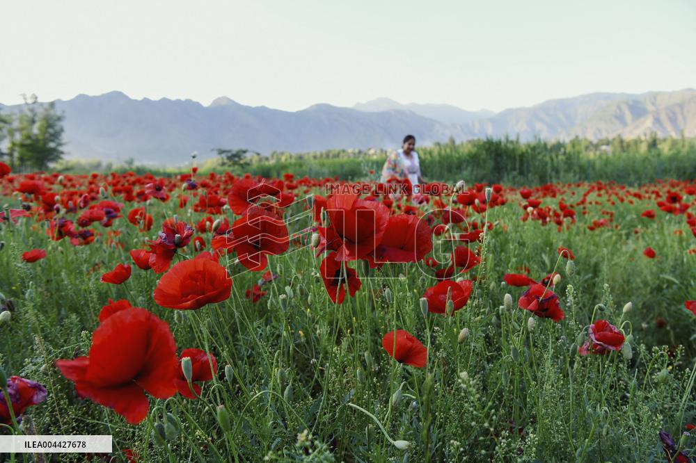 Wild Poppy Flowers Illustrations - Kashmir