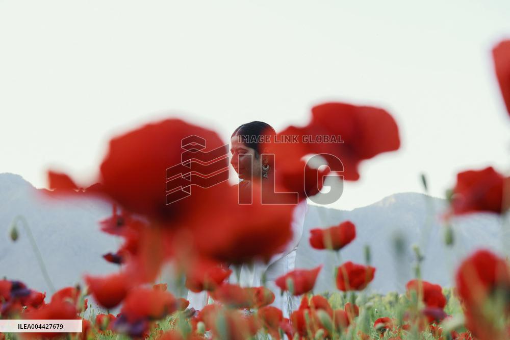 Wild Poppy Flowers Illustrations - Kashmir