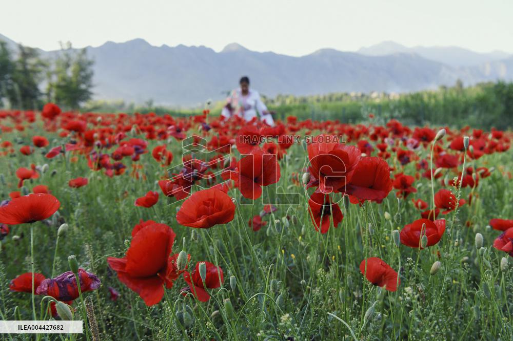 Wild Poppy Flowers Illustrations - Kashmir