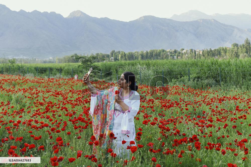 Wild Poppy Flowers Illustrations - Kashmir