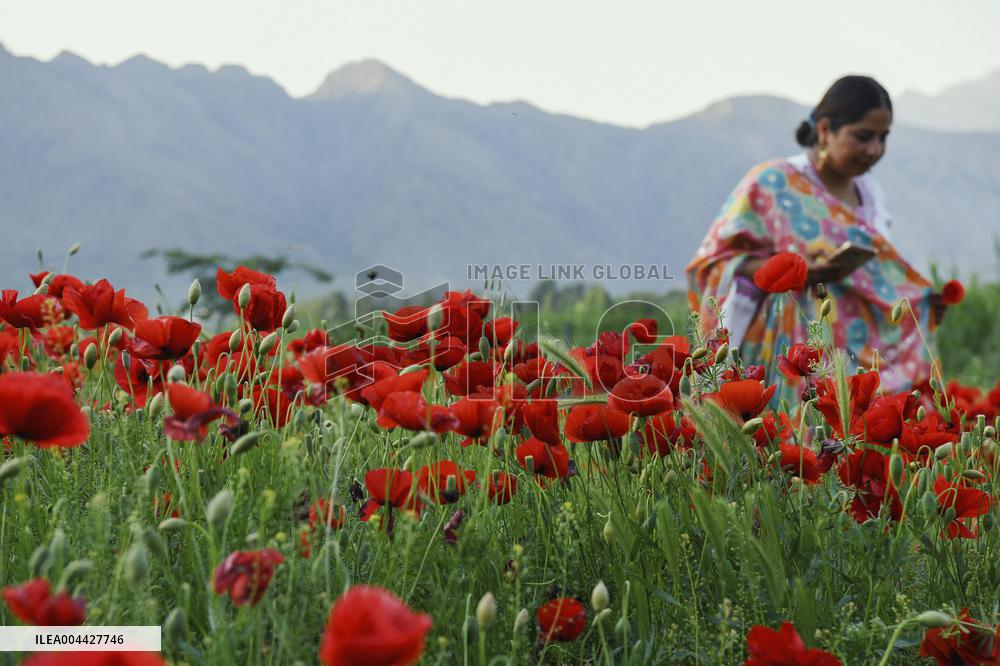 Wild Poppy Flowers Illustrations - Kashmir