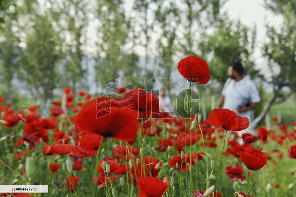 Wild Poppy Flowers Illustrations - Kashmir