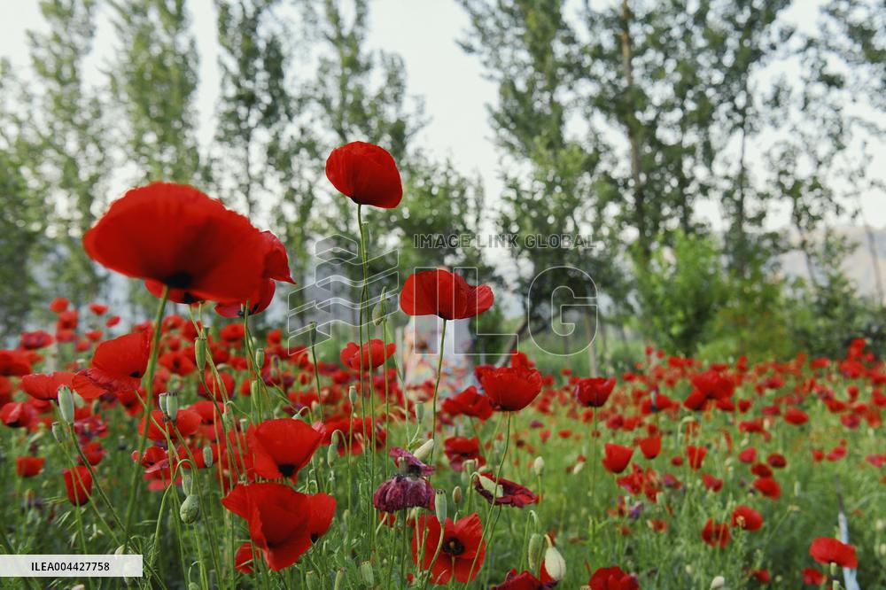 Wild Poppy Flowers Illustrations - Kashmir
