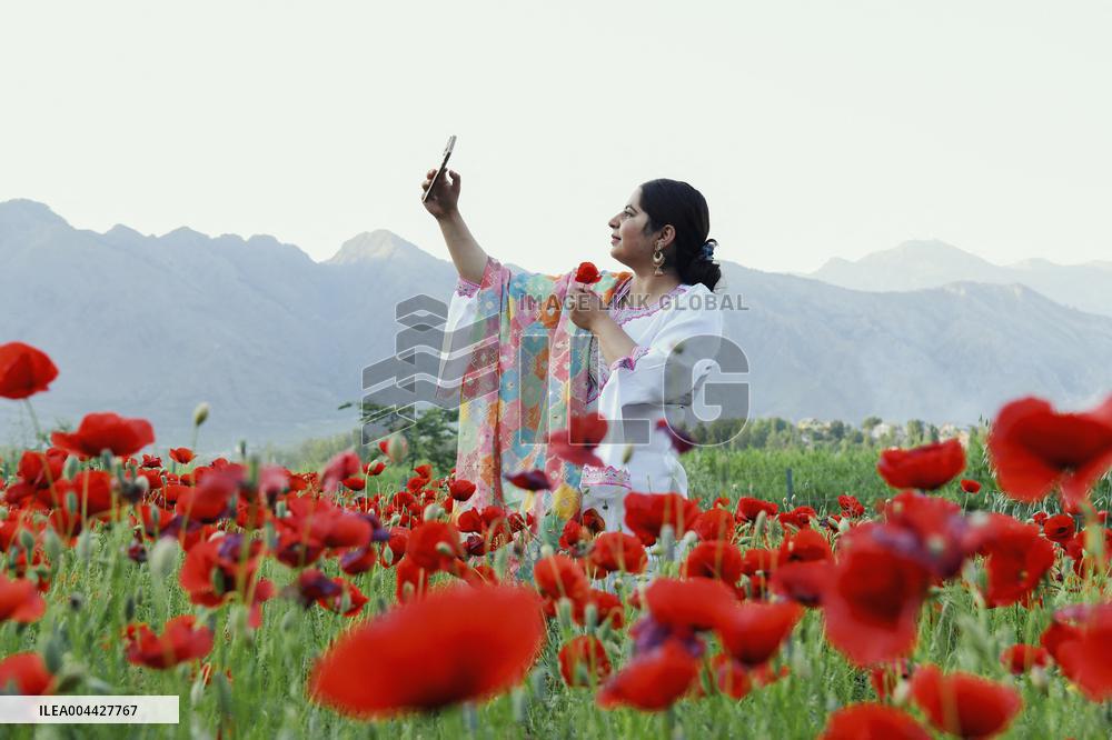 Wild Poppy Flowers Illustrations - Kashmir