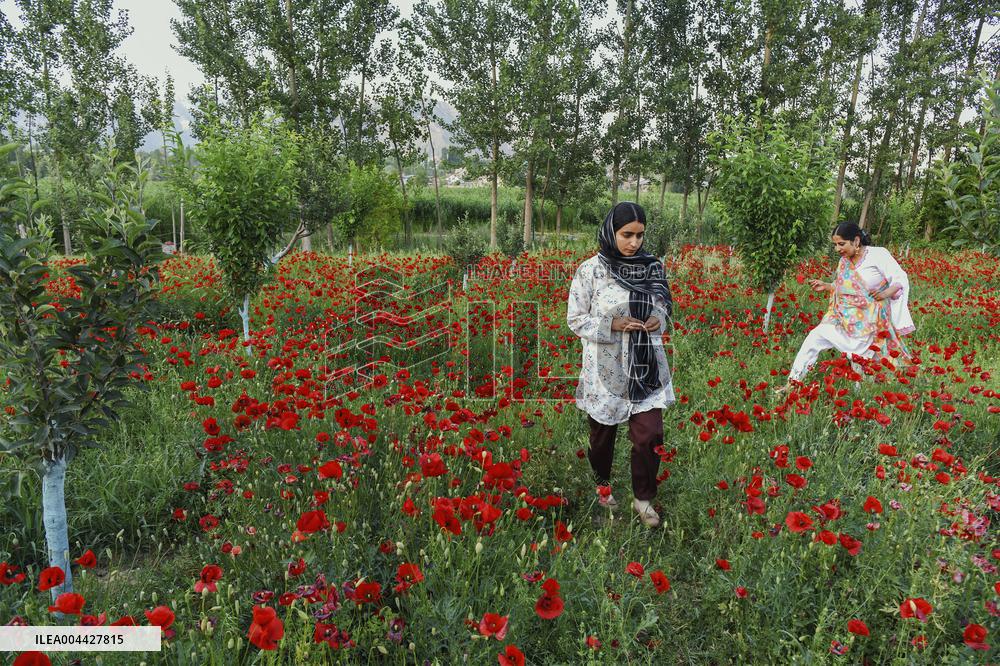 Wild Poppy Flowers Illustrations - Kashmir