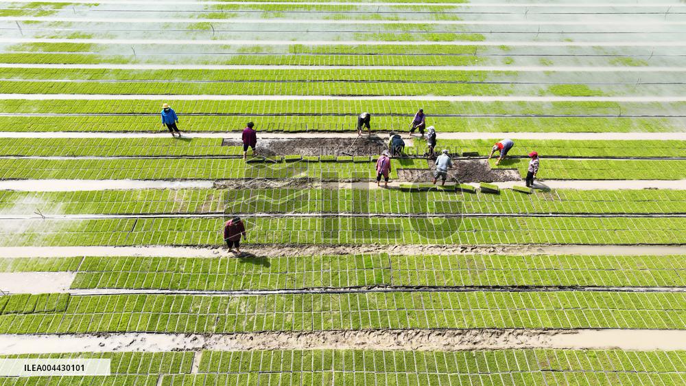 Rice Seedlings Cultivation