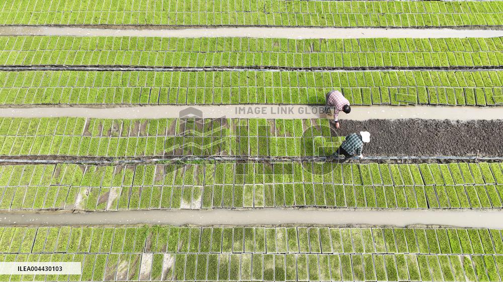 Rice Seedlings Cultivation