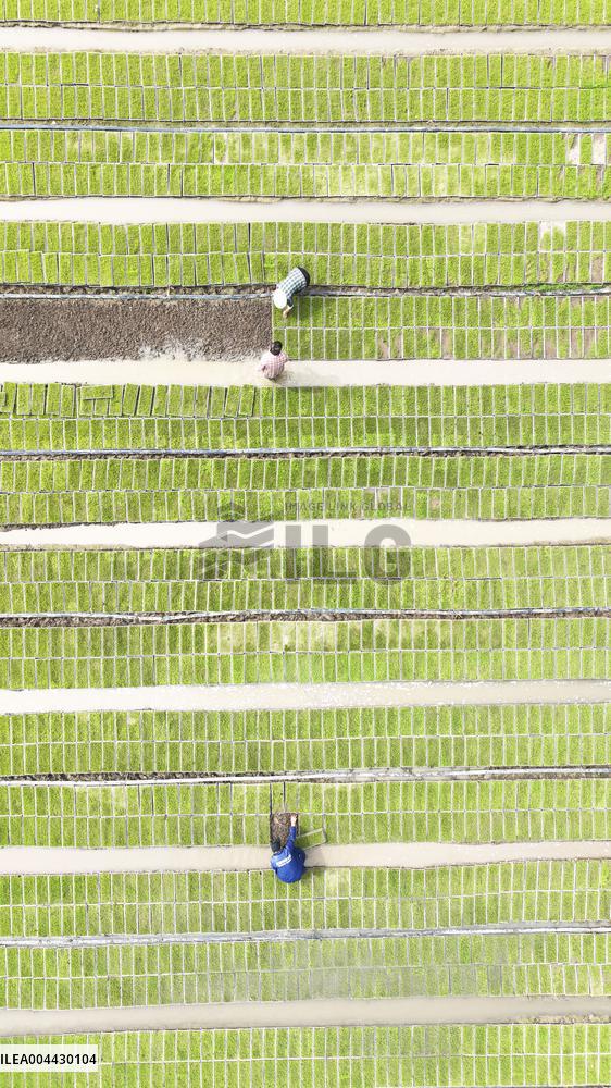 Rice Seedlings Cultivation