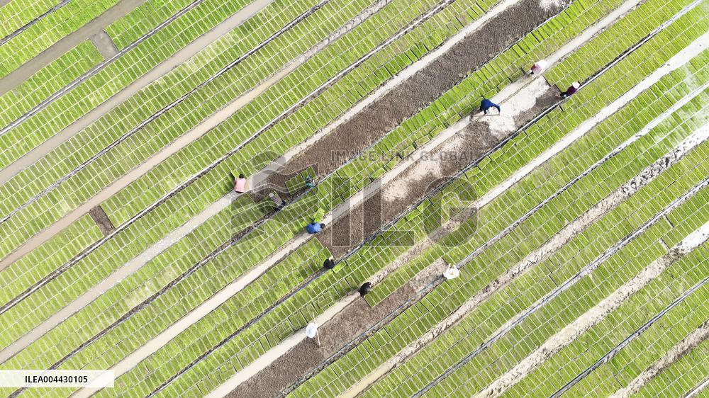 Rice Seedlings Cultivation