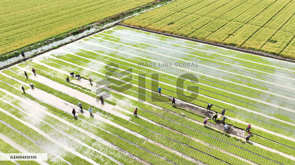 Rice Seedlings Cultivation