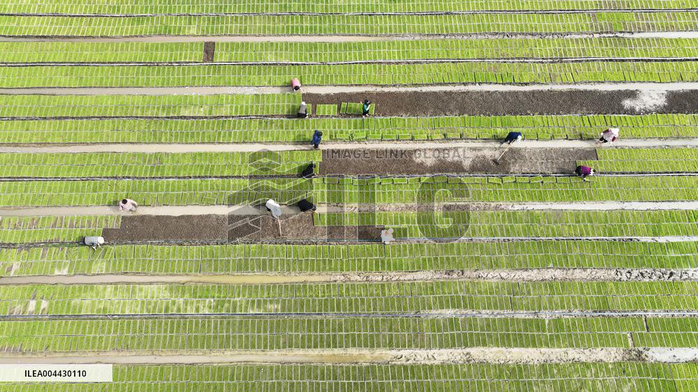 Rice Seedlings Cultivation