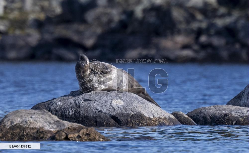 Saimaa ringed seal
