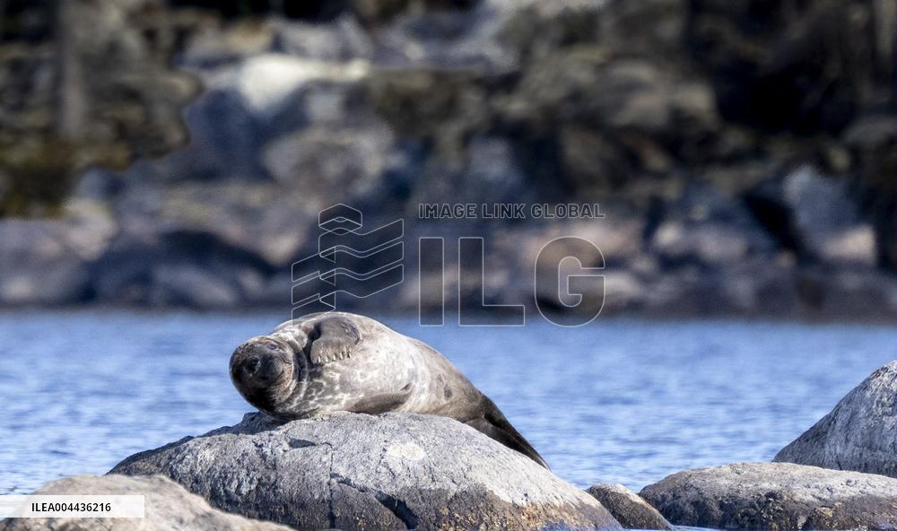 Saimaa ringed seal