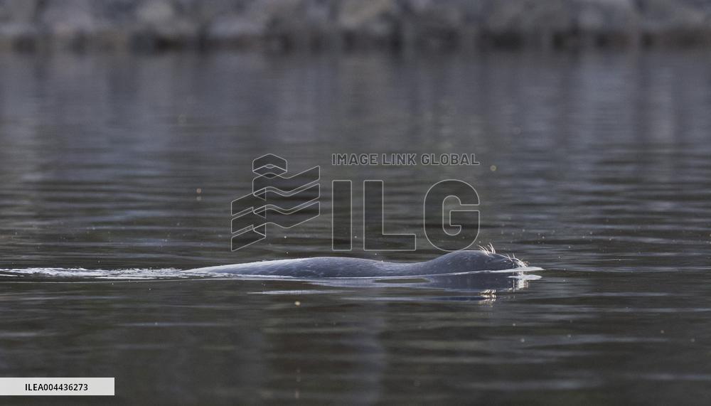 Saimaa ringed seal