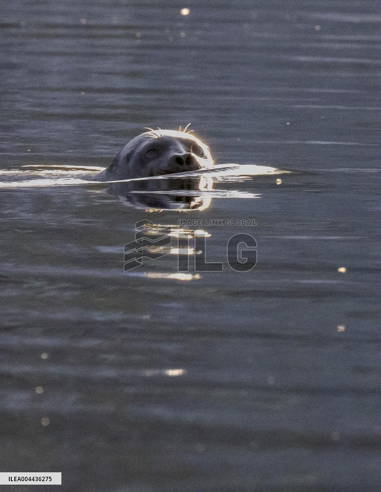 Saimaa ringed seal