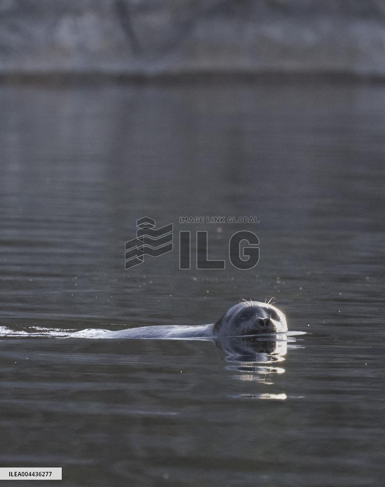 Saimaa ringed seal