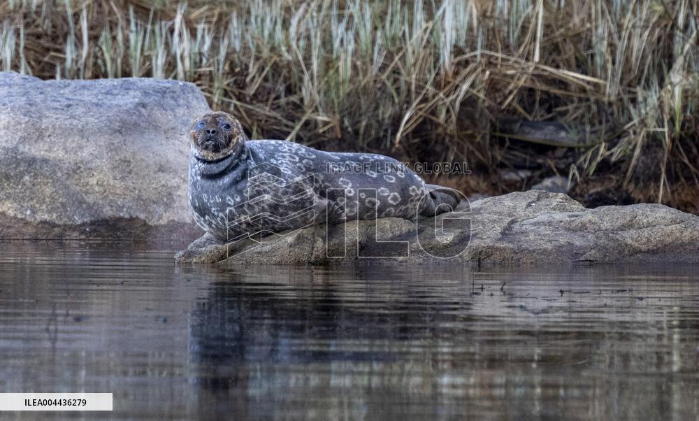 Saimaa ringed seal